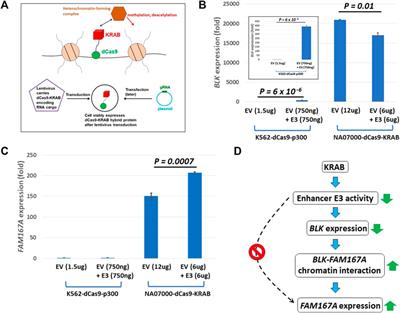 Haplotype-specific chromatin looping reveals genetic interactions of regulatory regions modulating gene expression in 8p23.1